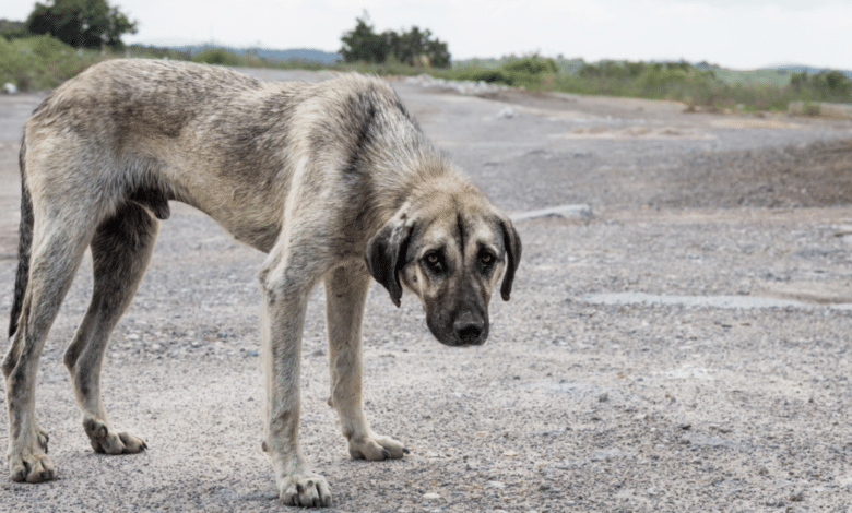 Congelada en el Congreso Ley General de Protección Animal sigue sin avances