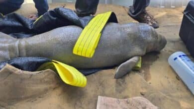 Rescatan a cría de manatí en Chiapas.