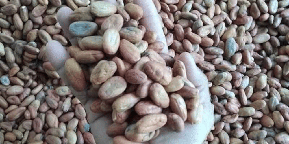 Crisis en la producción de cacao en Tecpatán pone en riesgo sustento de más de 300 familias