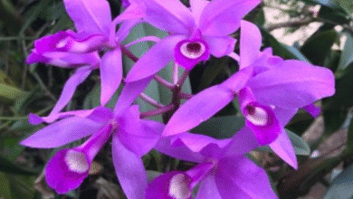 Flor de Candelaria la joya amenazada de los bosques chiapanecos