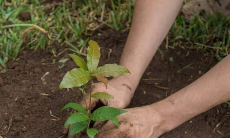Impulsan reforestación alumnos del CECyT en Salto del Agua
