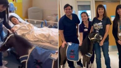 Pony toca el piano para un niño en el hospital