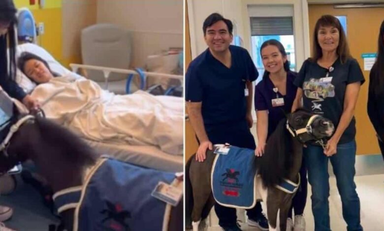 Pony toca el piano para un niño en el hospital