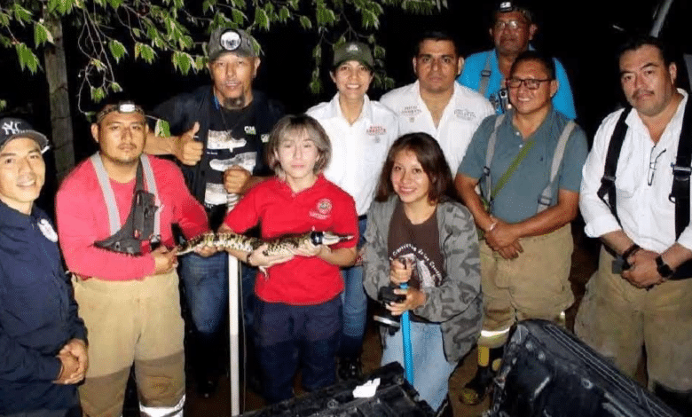 Capturan cocodrilo en calles de Ocozocoautla