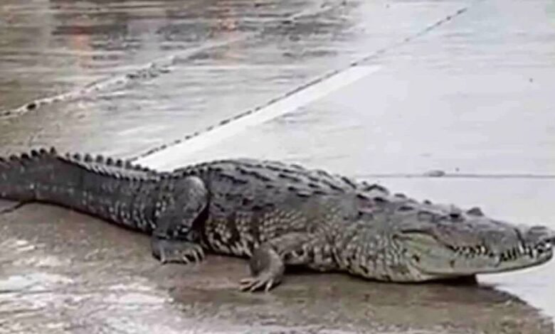 Inundaciones causan un éxodo de hasta 99 cocodrilos en cuatro estados (Foto de internet)