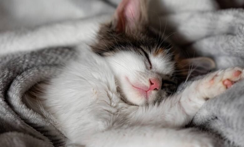Video de gato en redes sociales enrollando su cobija