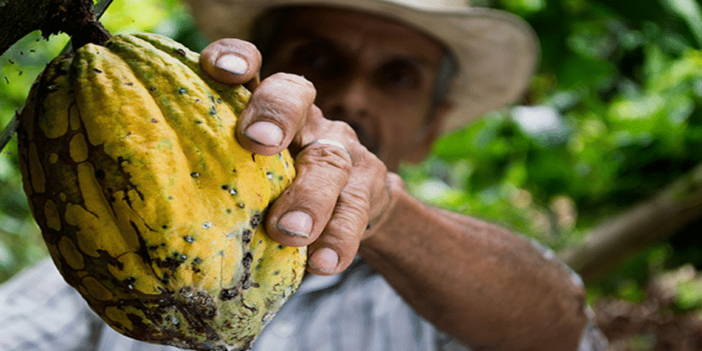5 datos curiosos del cacao que probablemente no conocías
