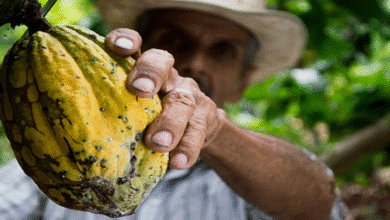 5 datos curiosos del cacao que probablemente no conocías