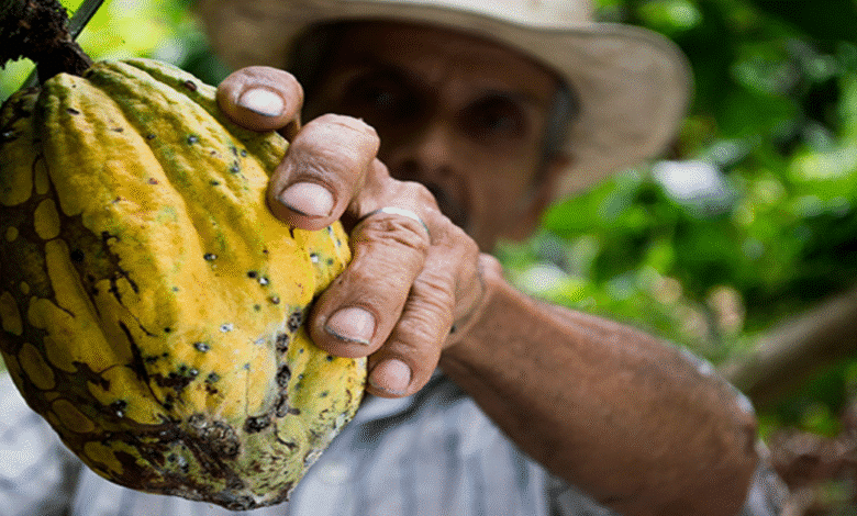 5 datos curiosos del cacao que probablemente no conocías