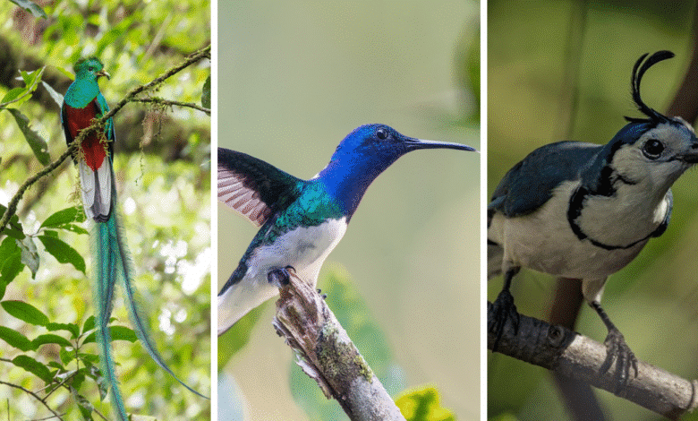 Aviturismo en Chiapas conecta con la naturaleza observando aves únicas