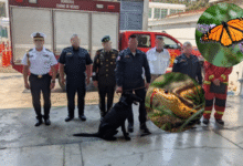 Bomberos de CDMX se capacitarán en rescate y manejo de fauna silvestre
