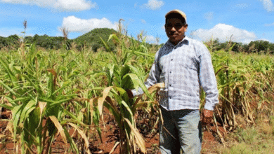 Canícula causa estragos en productores de maíz