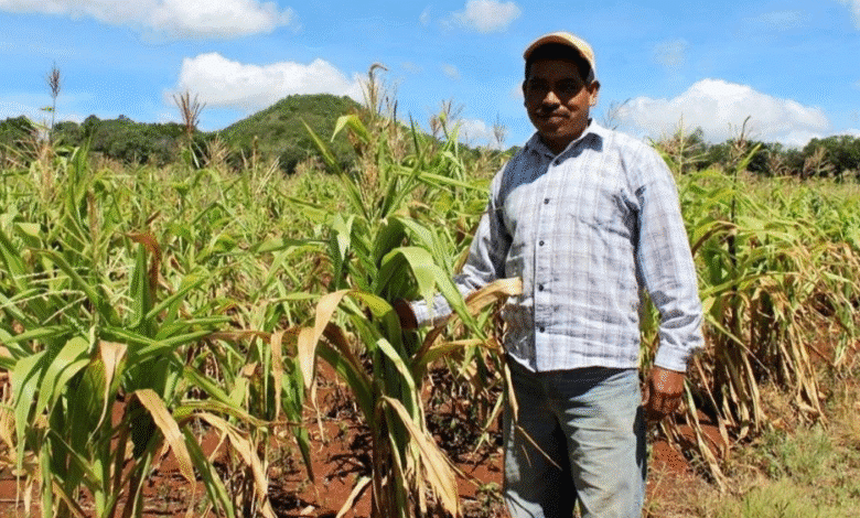Canícula causa estragos en productores de maíz