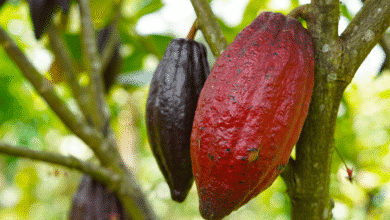 Chiapas celebra el Festival del Cacao pese a la caída de precios del grano