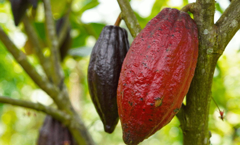 Chiapas celebra el Festival del Cacao pese a la caída de precios del grano