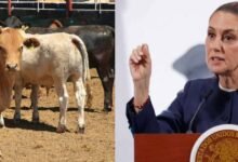 Claudia Sheinbaum prevé reapertura de exportación de ganado a EU