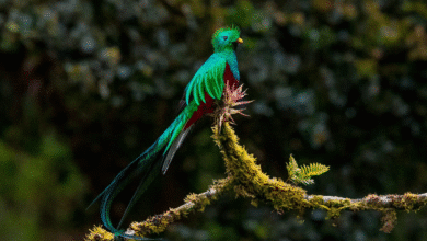 El Quetzal Tesoro alado que embellece los cielos de El Triunfo, Chiapas