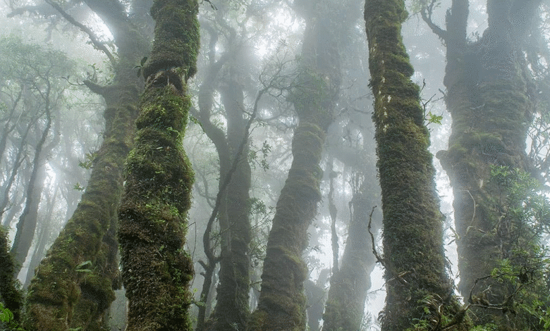 El Triunfo el bosque nuboso de Chiapas que cautiva con su biodiversidad y paisajes