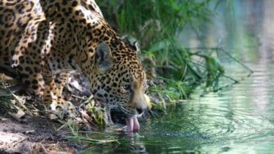 El jaguar símbolo vivo y salvaje de Chiapas