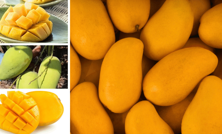 El mango ataúlfo es una de las mas ricas frutas de Mexico y proviene de Soconusco, Chiapas