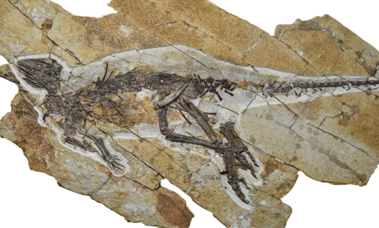 Nuevo fósil sugiere que los dinosaurios podían sonar como aves y no como en las películas