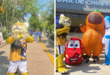 Ocelotes felices