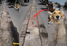 Operador de tren detiene la marcha en Av. Insurgentes Norte para rescatar a un perro de las vías