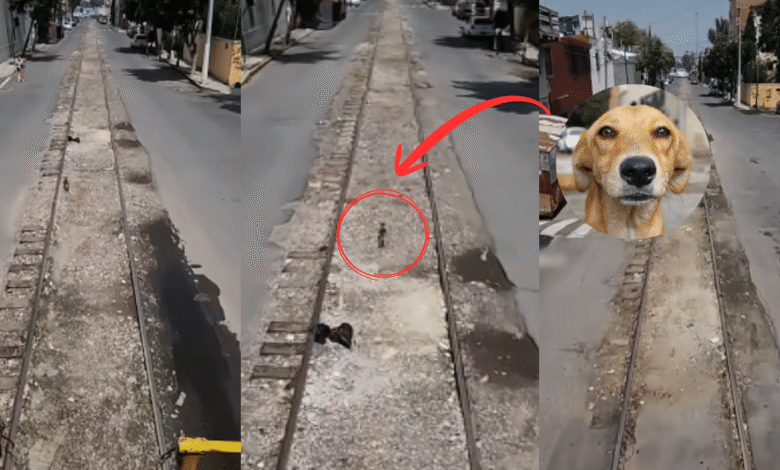 Operador de tren detiene la marcha en Av. Insurgentes Norte para rescatar a un perro de las vías