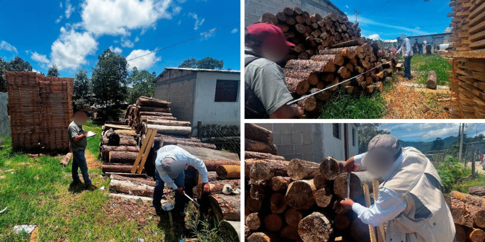 Profepa clausura dos carpinterías ilegales en Jitotol, Chiapas