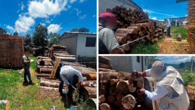 Profepa clausura dos carpinterías ilegales en Jitotol, Chiapas