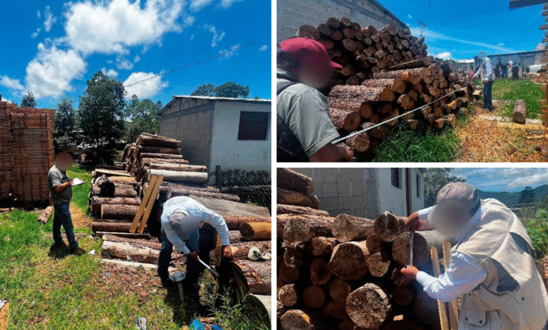 Profepa clausura dos carpinterías ilegales en Jitotol, Chiapas