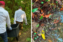 Profepa libera más de 2,300 tortugas hicotea en Chiapas para proteger la biodiversidad