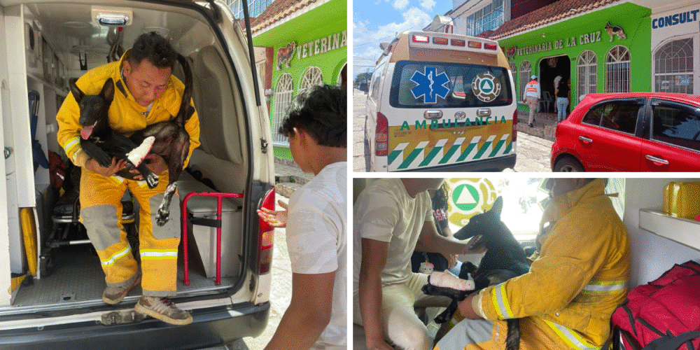 Protección Civil de Tuxtla Chico atiende a un cachorro con herida en la pata