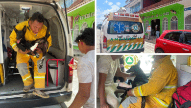 Protección Civil de Tuxtla Chico atiende a un cachorro con herida en la pata