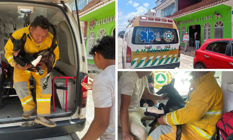 Protección Civil de Tuxtla Chico atiende a un cachorro con herida en la pata
