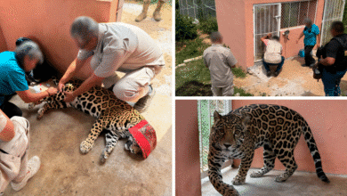 Rescatan jaguar en Cintalapa, Chiapas, tras operativo conjunto