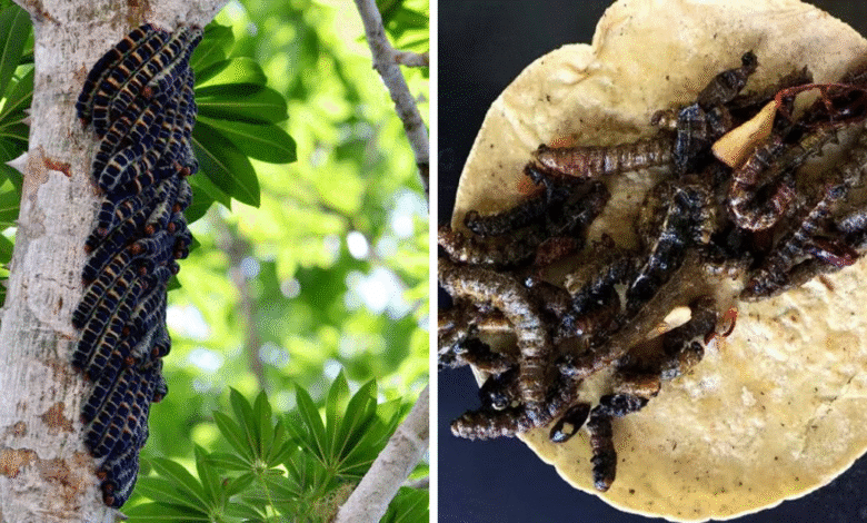 ¿Conocías los Gusanos Zats un distintivo manjar de la cocina indígena Chiapaneca