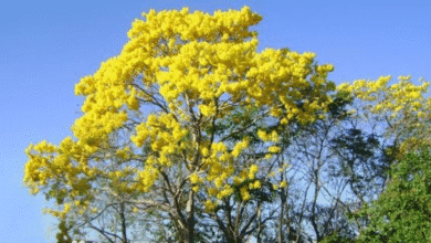 Alertan por desaparición de árboles nativos en Chiapas ante avance de especies exóticas