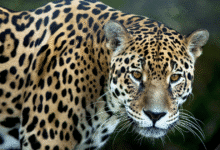 El jaguar en Chiapas 5 datos clave del felino más icónico de la región