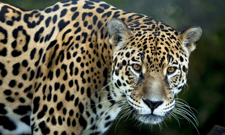 El jaguar en Chiapas 5 datos clave del felino más icónico de la región