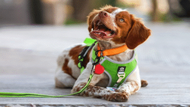 “Manchas”, el primer perro detector de fugas de agua en México