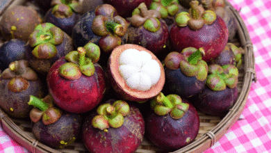 Mangostán de Chiapas la reina de las frutas con poder curativo y potencial de exportación
