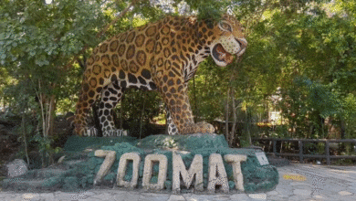 Muere jaguar en el ZooMAT