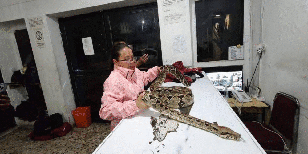 La Dirección de Ecología y Medio Ambiente de San Cristóbal de Las Casas, a cargo de la bióloga Jade Cantú Luna, resguarda un ejemplar de Boa constrictor que fue localizado por la Policía Municipal en las inmediaciones del Tívoli.