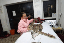 La Dirección de Ecología y Medio Ambiente de San Cristóbal de Las Casas, a cargo de la bióloga Jade Cantú Luna, resguarda un ejemplar de Boa constrictor que fue localizado por la Policía Municipal en las inmediaciones del Tívoli.