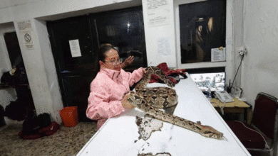 La Dirección de Ecología y Medio Ambiente de San Cristóbal de Las Casas, a cargo de la bióloga Jade Cantú Luna, resguarda un ejemplar de Boa constrictor que fue localizado por la Policía Municipal en las inmediaciones del Tívoli.