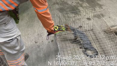 Rescatan a zorro gris en Berriozábal, Chiapas
