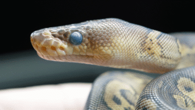 Se rescatan dos boas constrictor en Tuxtla