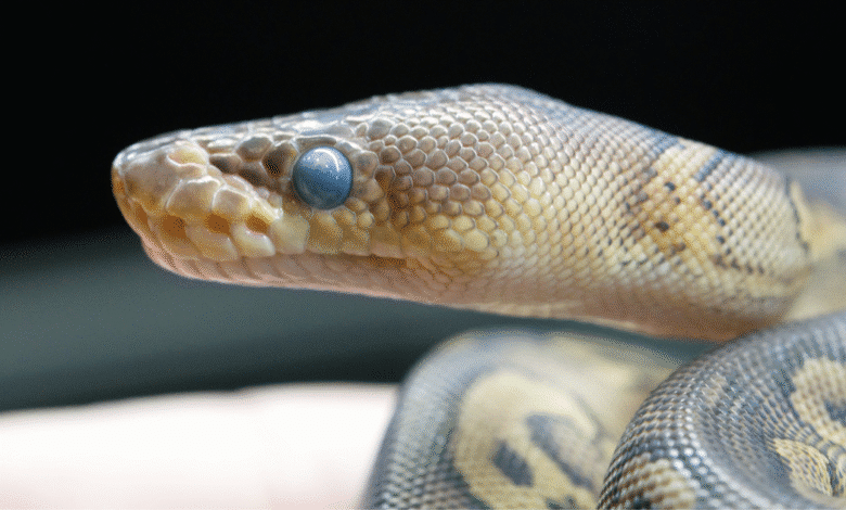 Se rescatan dos boas constrictor en Tuxtla