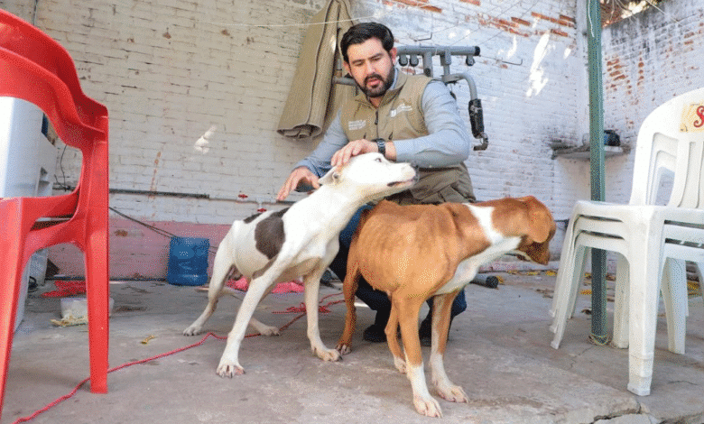 Atienden denuncia por presunto maltrato animal en la colonia 24 de Junio